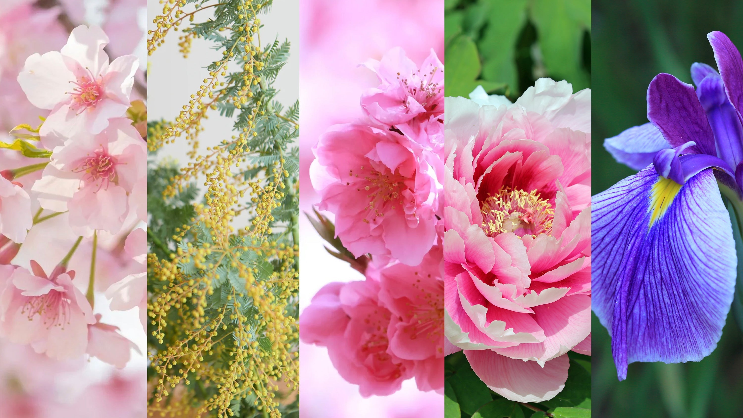 Spring’s Messenger: The Colorful Palette of Early Blooms