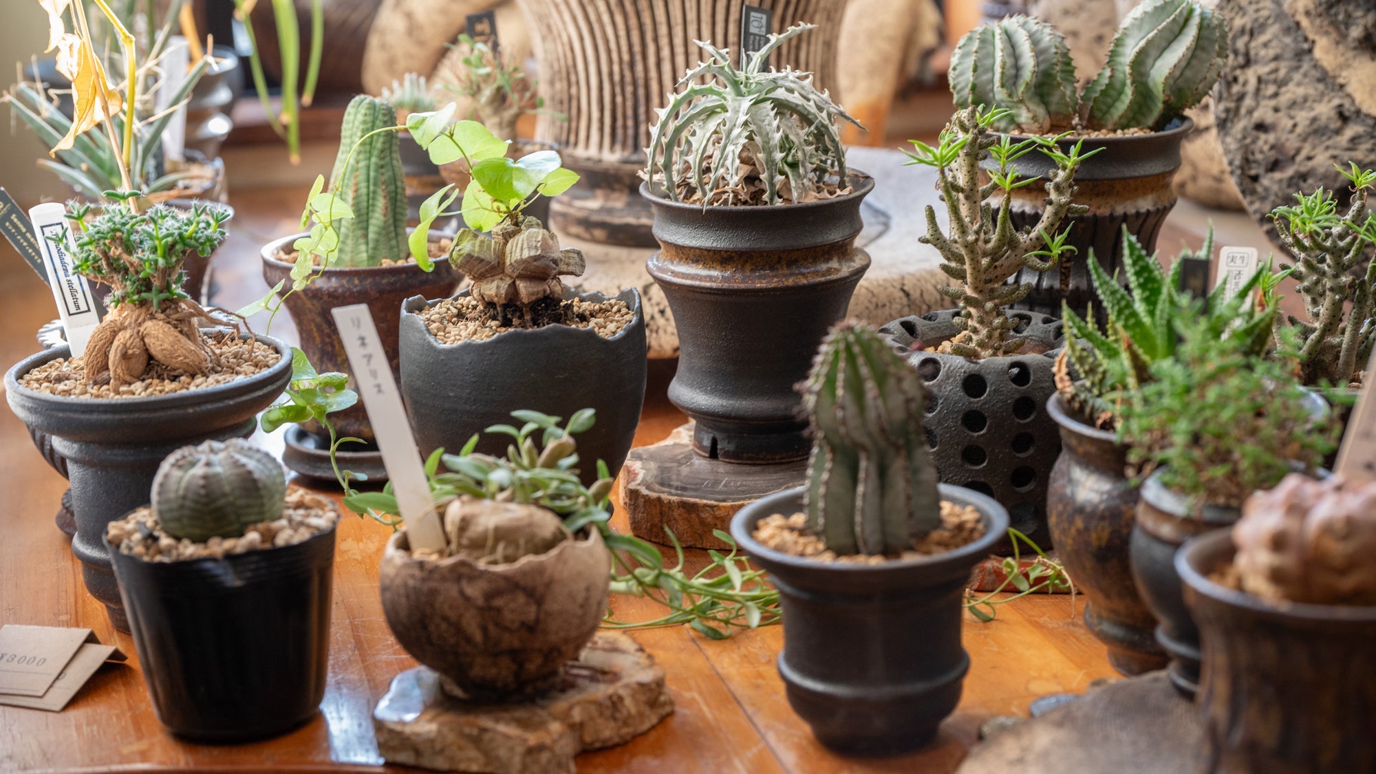 Unearthing Kusatsu Ware: Plant Pots Inspired by Nature & Tradition