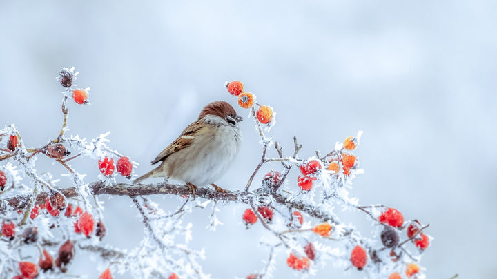 Learn about Traditional Japanese Motifs for Winter