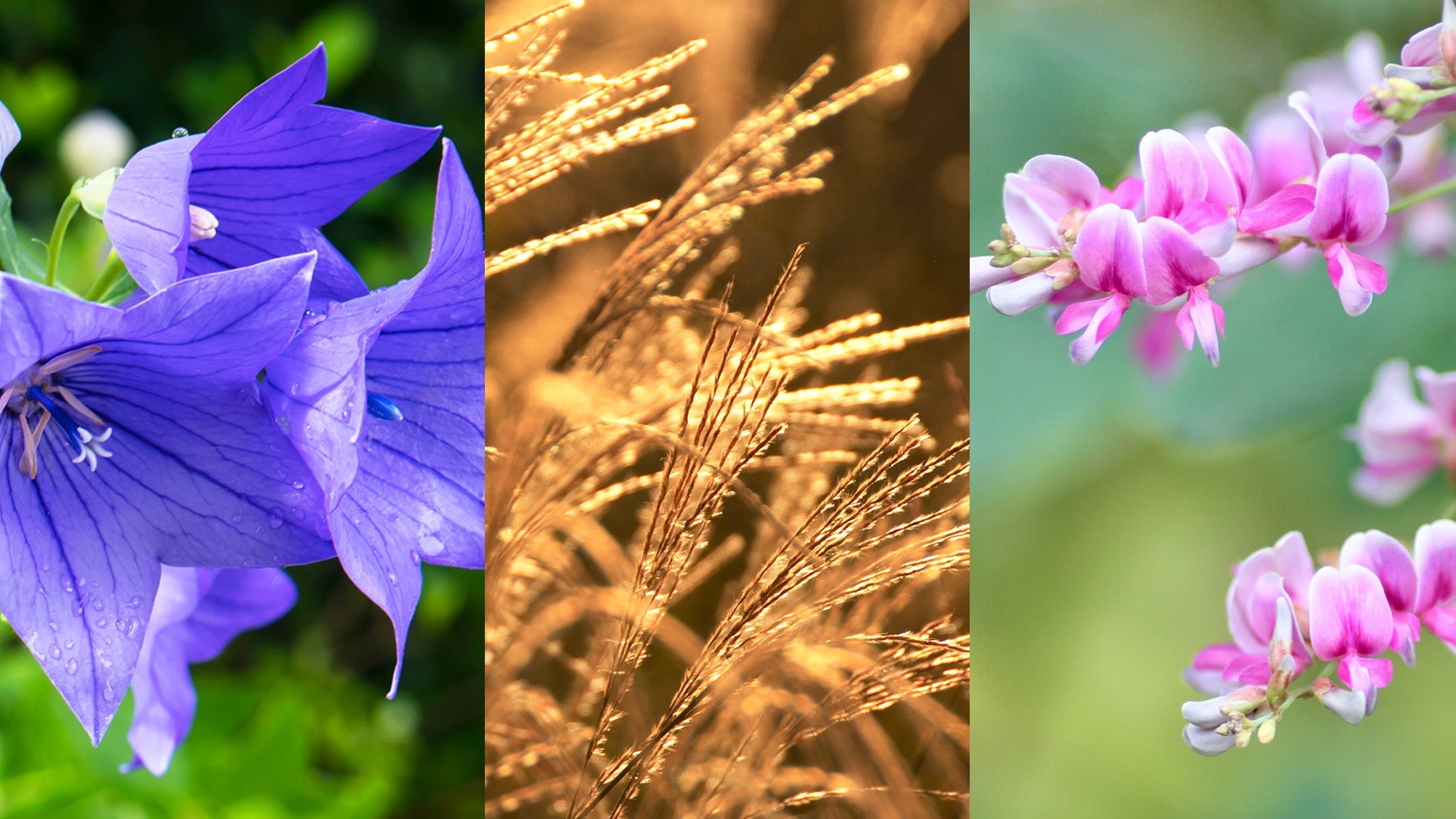 The Seven Flowers of Autumn in Japan
