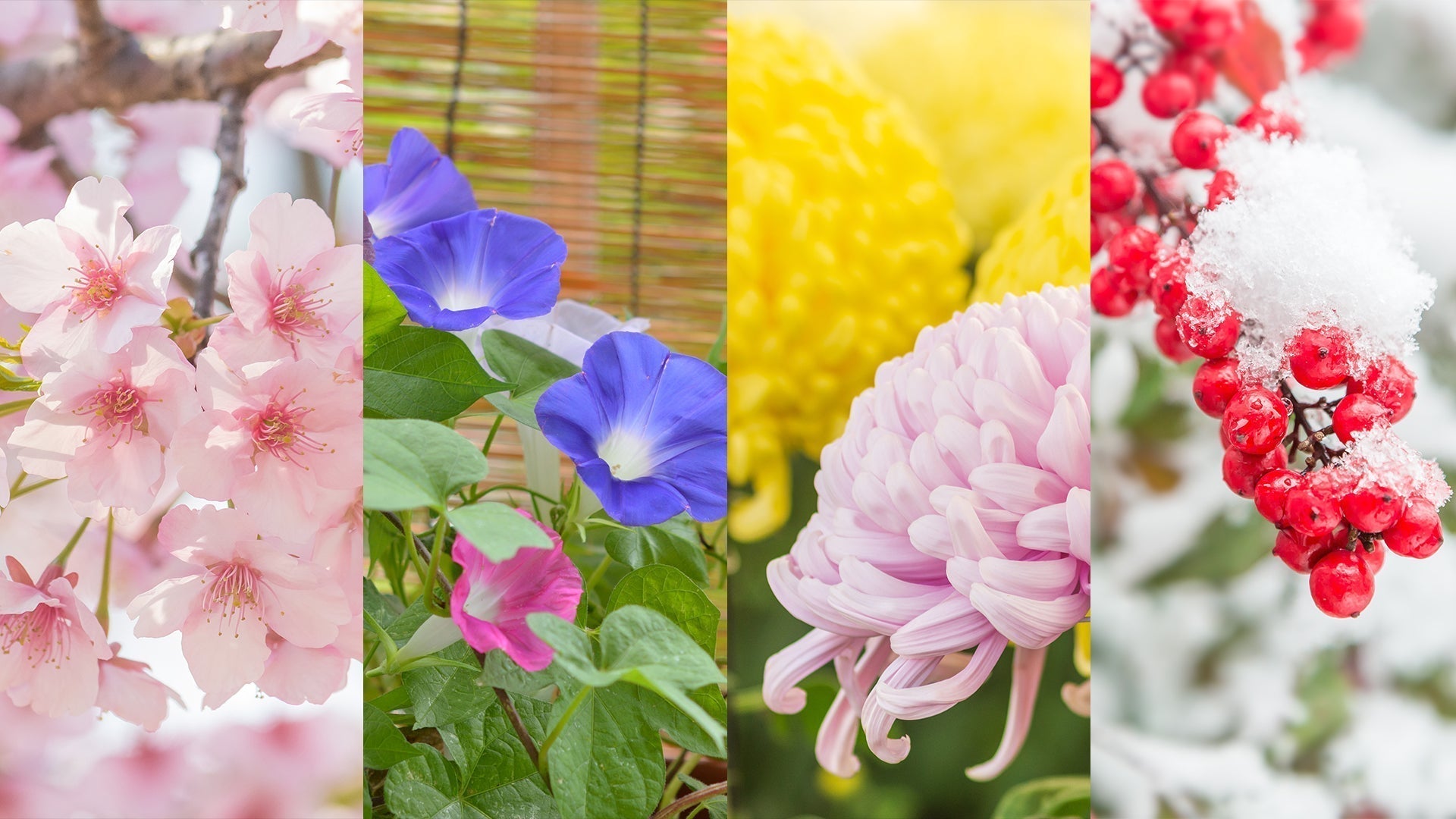 Seasonal Japanese Flowers and Their Meanings, image size:1920x1080