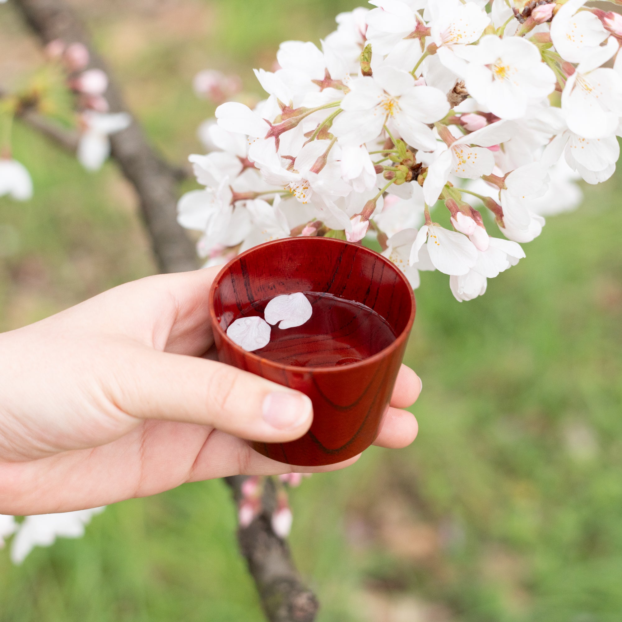Travel Zelkova Yamanaka Lacquerware Guinomi Sake Cup Set