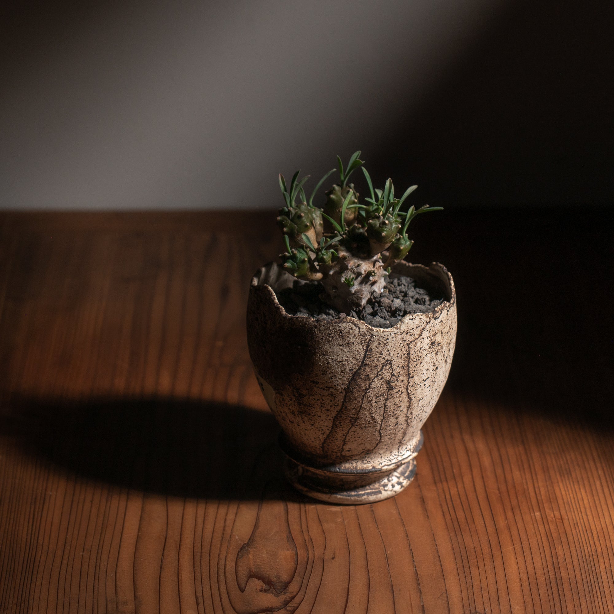 Chalaza Cracked Rim Speckled Plant Pot 3.1 In