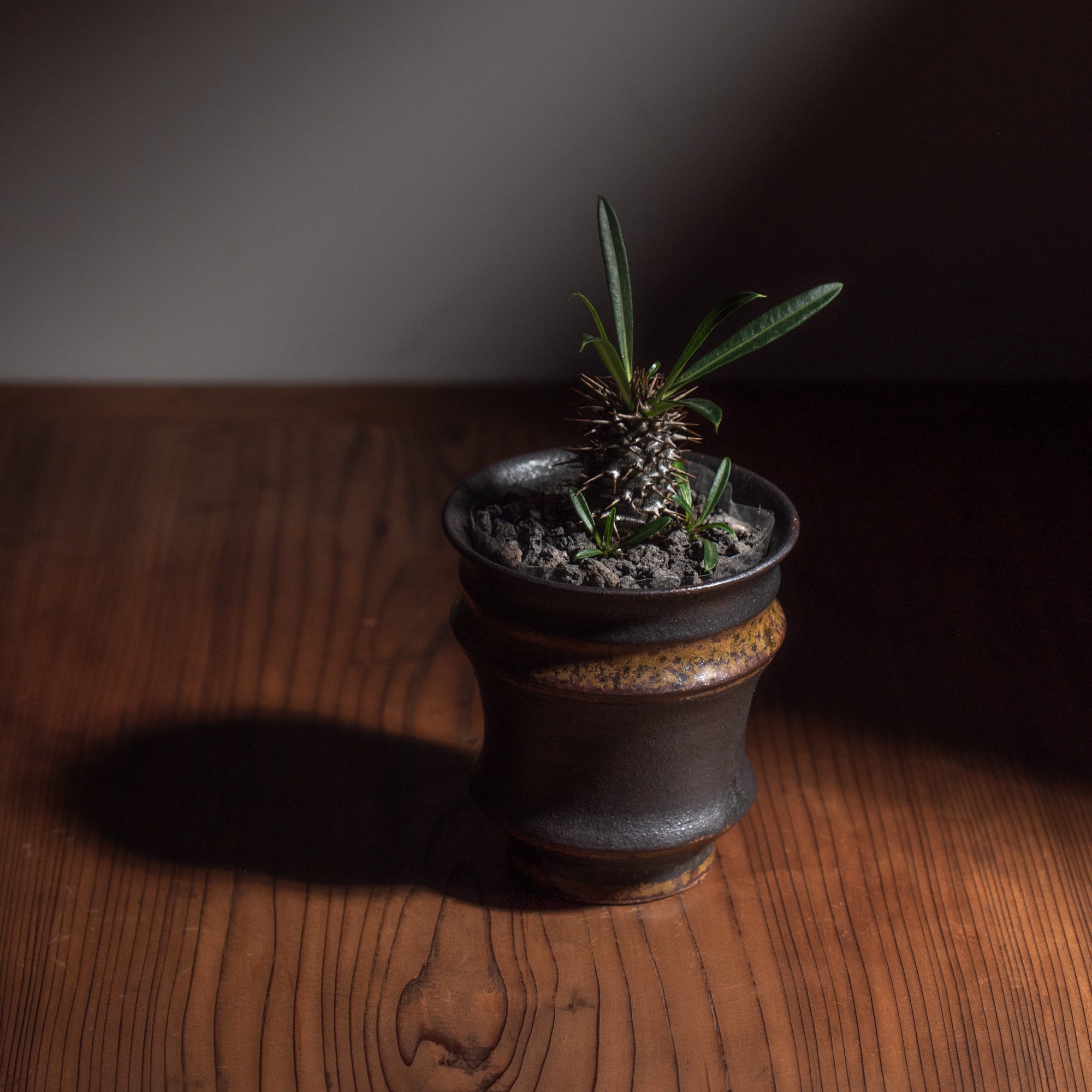 Torch Brown Inlay on Black Plant Pot 3.1 In