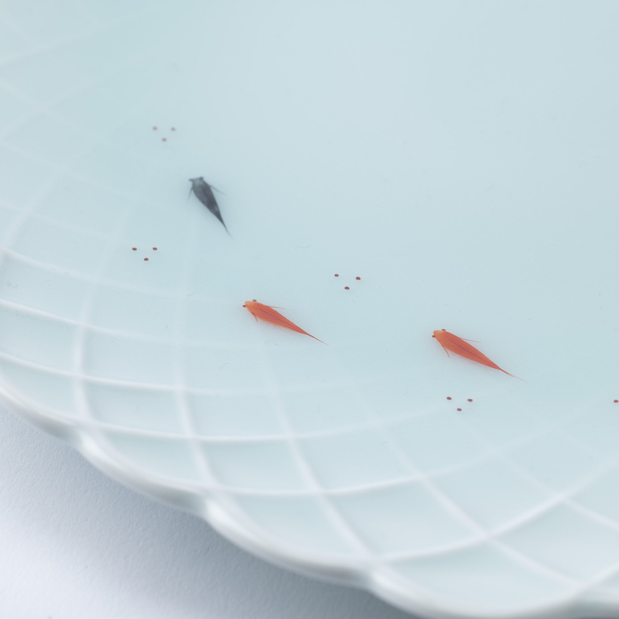 Kosen Kiln Medaka Rice Fish Weave Imari Nabeshima Ware Square Plate 10.4in - MUSUBI KILN - Quality Japanese Tableware and Gift