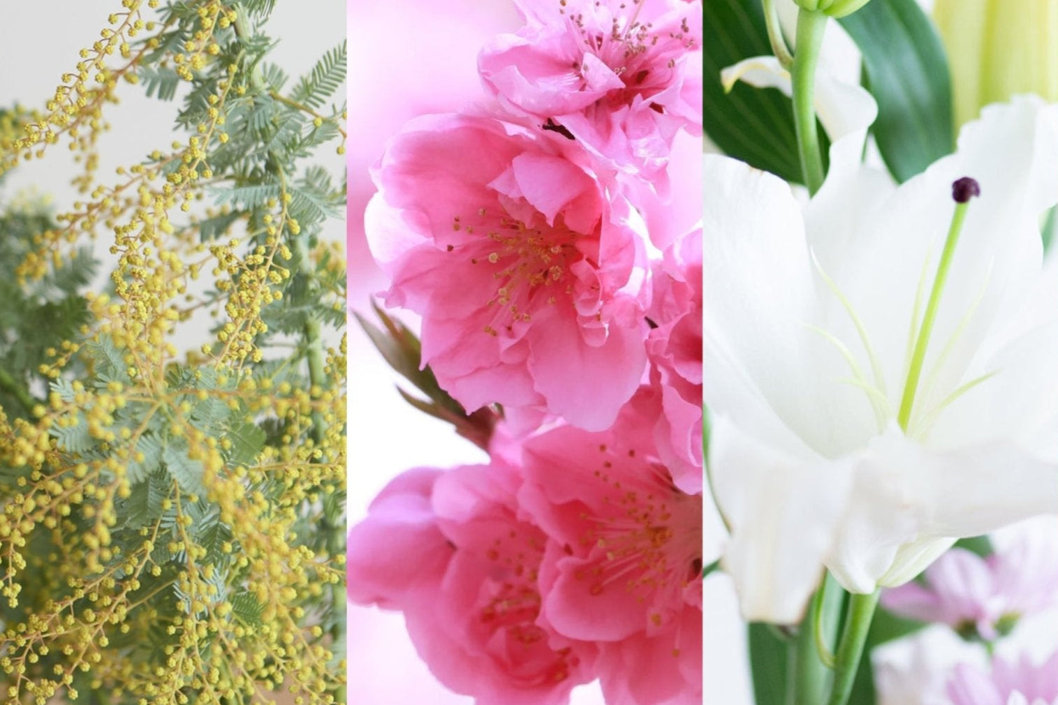 springs-messenger-the-colorful-palette-of-early-blooms-272143.jpg