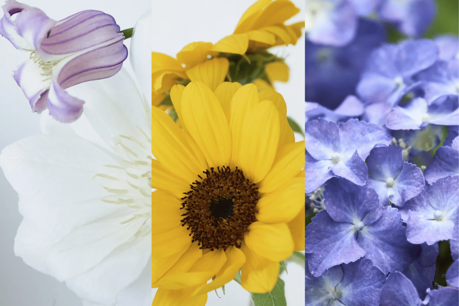 summers-palette-the-radiant-beauty-of-flowers-185320.png