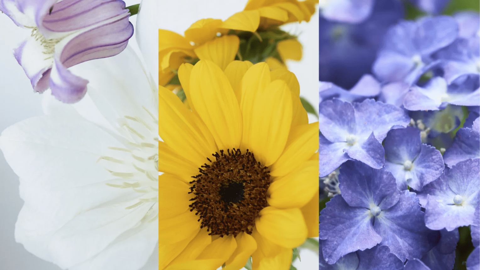 summers-palette-the-radiant-beauty-of-flowers-185320.png