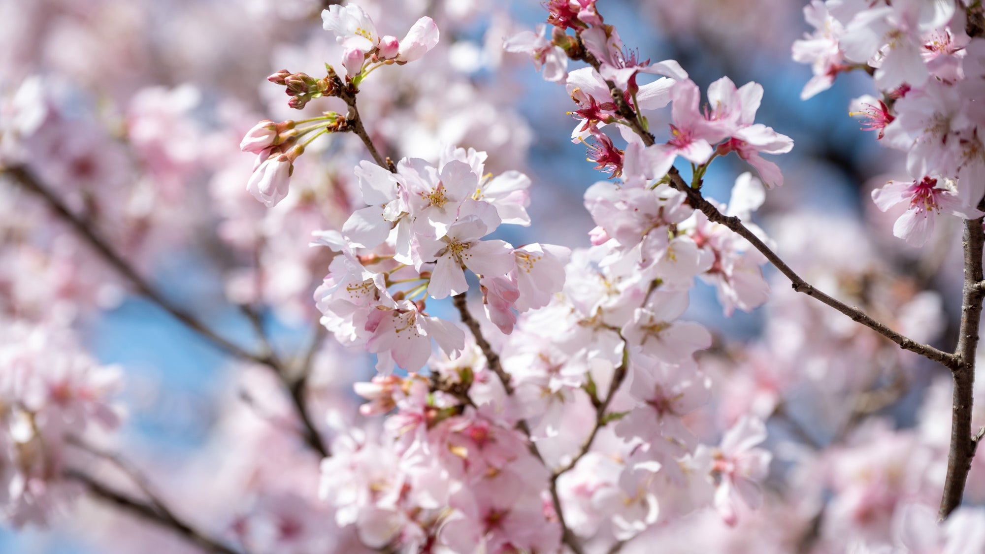 10 Cherry-picked Facts to Wow Your Hanami Buddies  - MUSUBI KILN