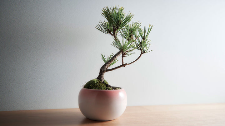 Keshiki Bonsai: Create Your Own Miniature Landscape