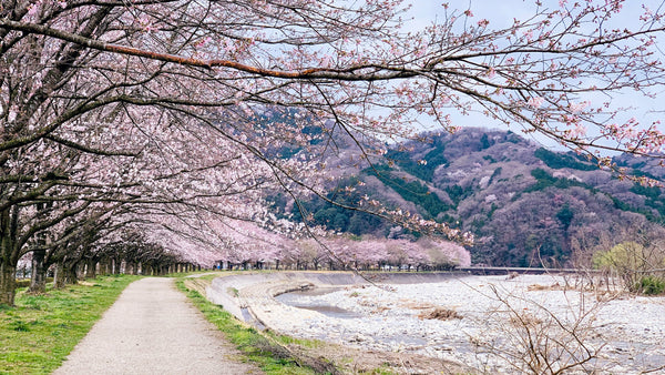 Beauty Blossoming—Japan’s Cherry Trees