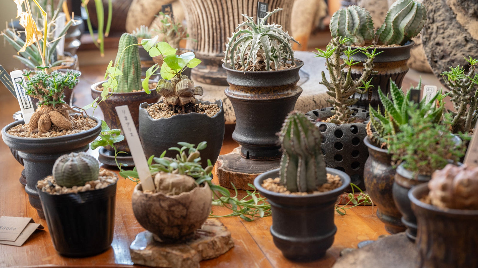 Unearthing Kusatsu Ware: Plant Pots Inspired by Nature & Tradition