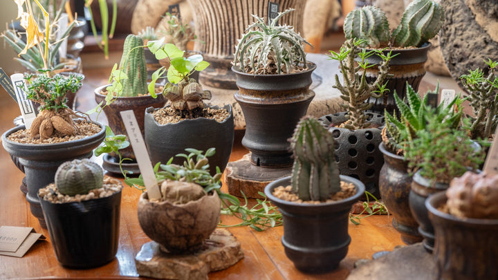 Unearthing Kusatsu Ware: Plant Pots Inspired by Nature & Tradition