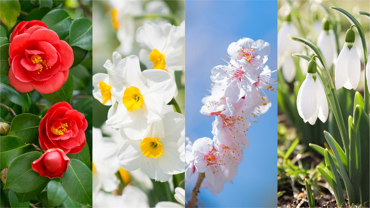 Winter’s Glow: The Delicate Elegance of Cold-Weather Petals
