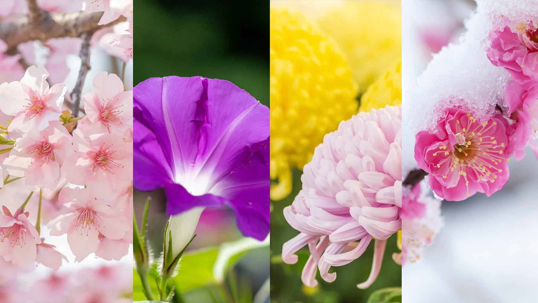 Seasonal Japanese Flowers and Their Meanings