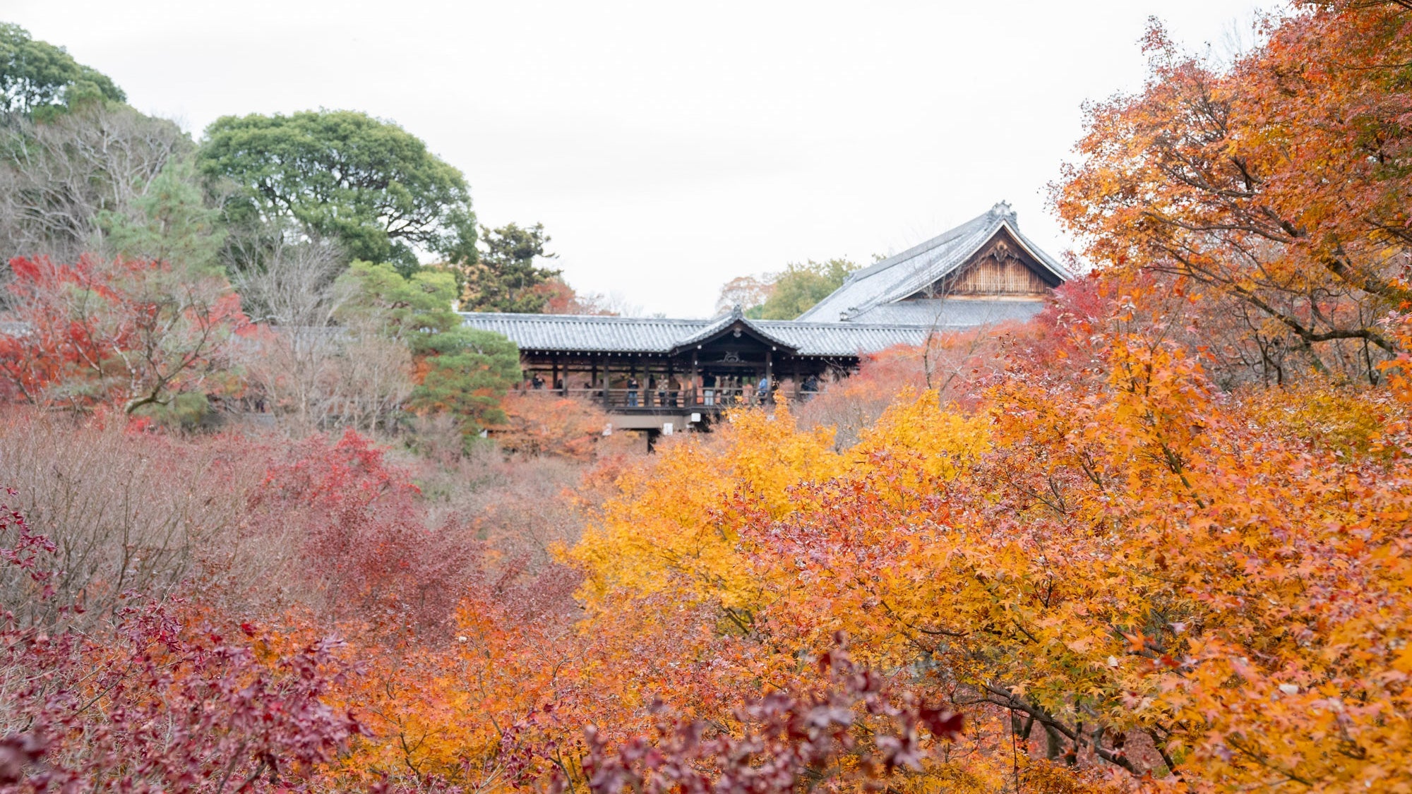 Kyoto Chronicles: Inside the Workshops of Master Potters