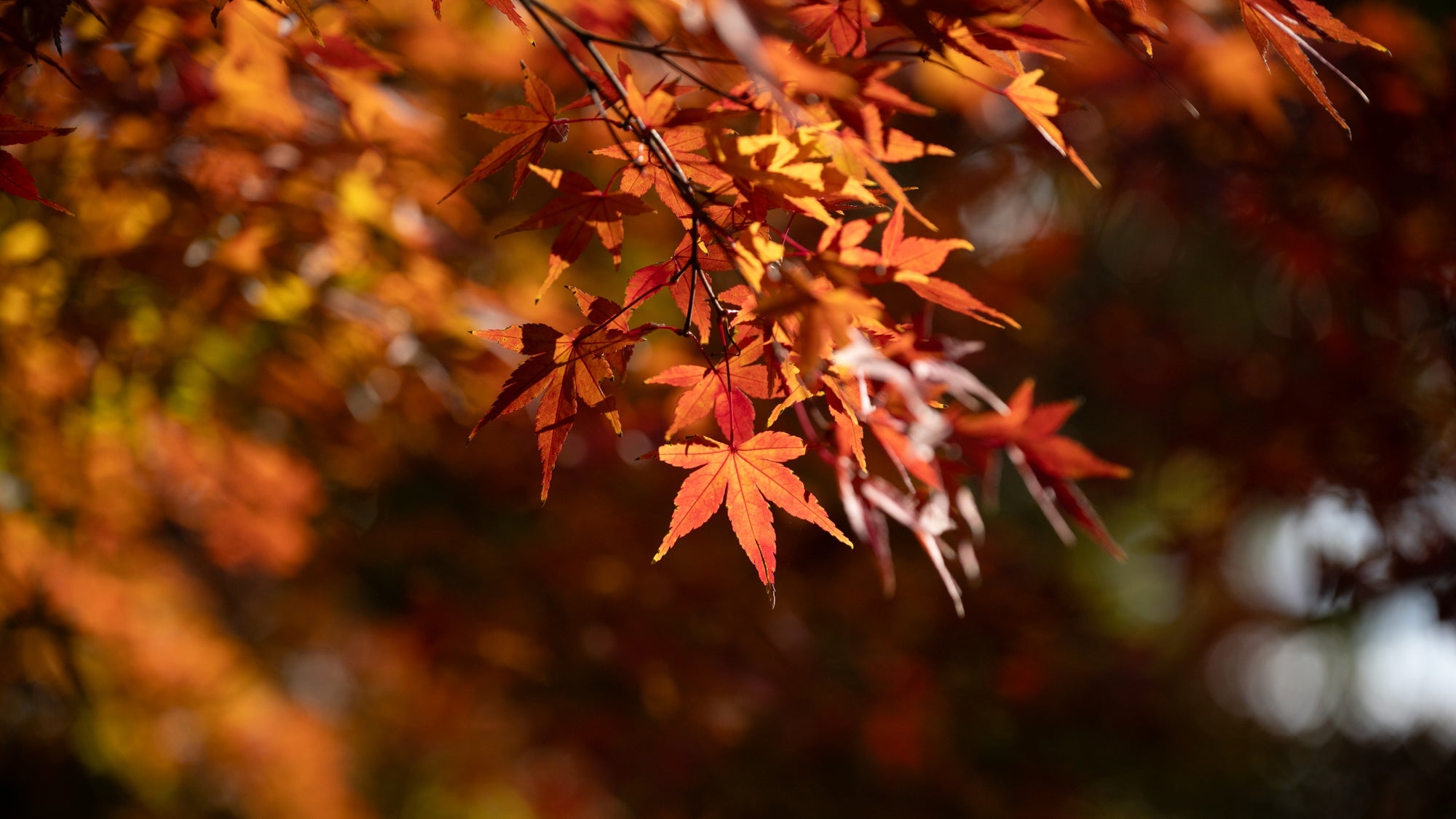 Autumn’s Charm: A Guide to Enjoying Japan's Red Maple Trees