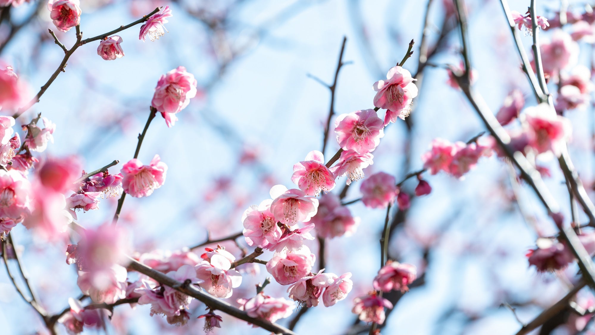 Plum Blossom Hanami: A Trip to Ikegami Plum Park