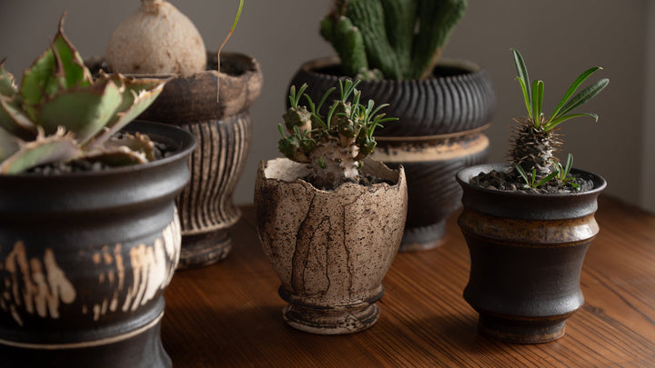 The Flower Pots Behind Japan's Garden Culture