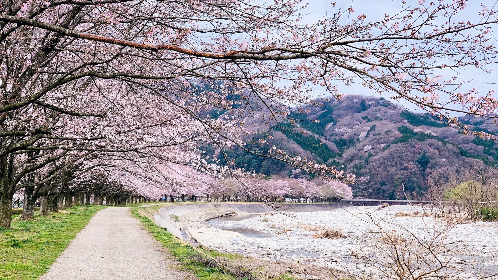 Beauty Blossoming—Japan’s Cherry Trees - MUSUBI KILN