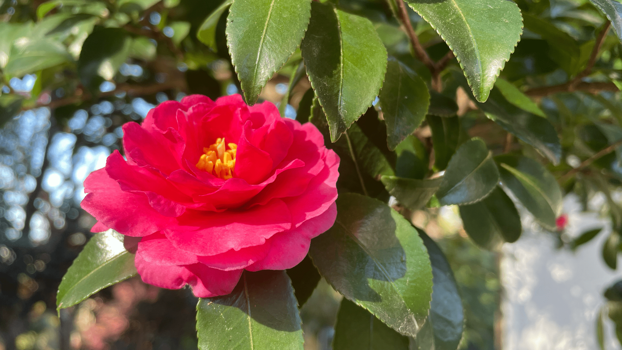 Bloom to Beauty: How Camellias Have Been Loved in Japan - MUSUBI KILN