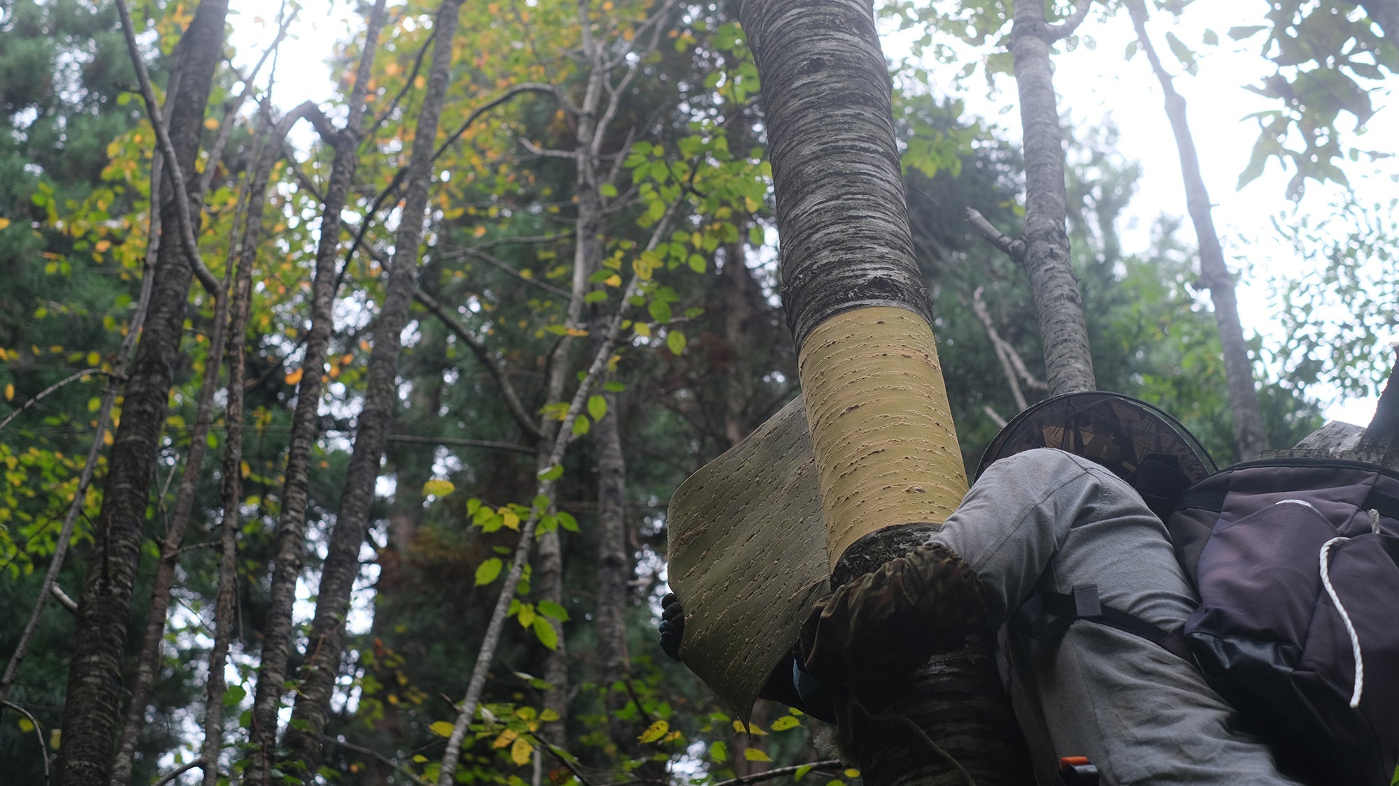 From Tree to Treasure: Cherry Bark Craft From YATSUYANAGI - MUSUBI KILN