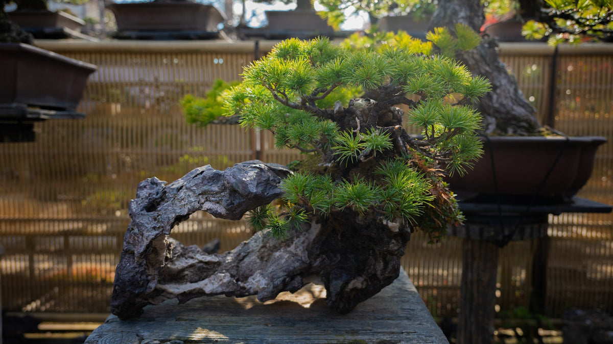 A magnificent Japanese bonsai tree
