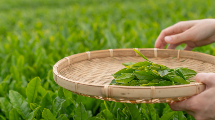 Hand-picking fresh green tea leaves at Sunshine Tea farm in Kanagawa