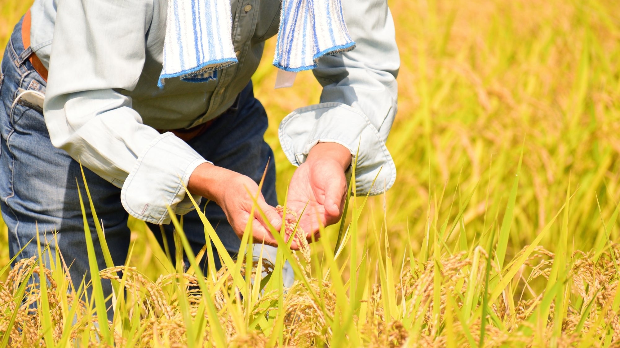 Japan's Rice Harvest Season: A Blend of Tradition and Bounty - MUSUBI KILN