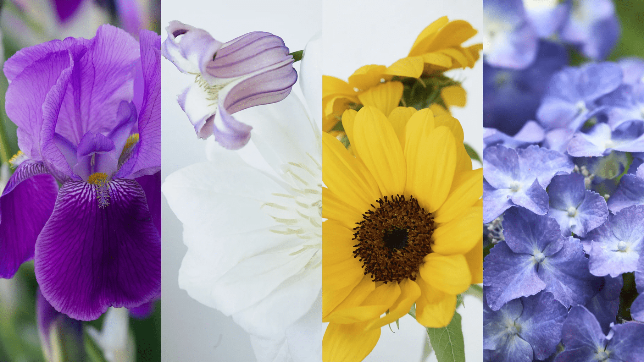 Summer’s Palette: The Radiant Beauty of Flowers