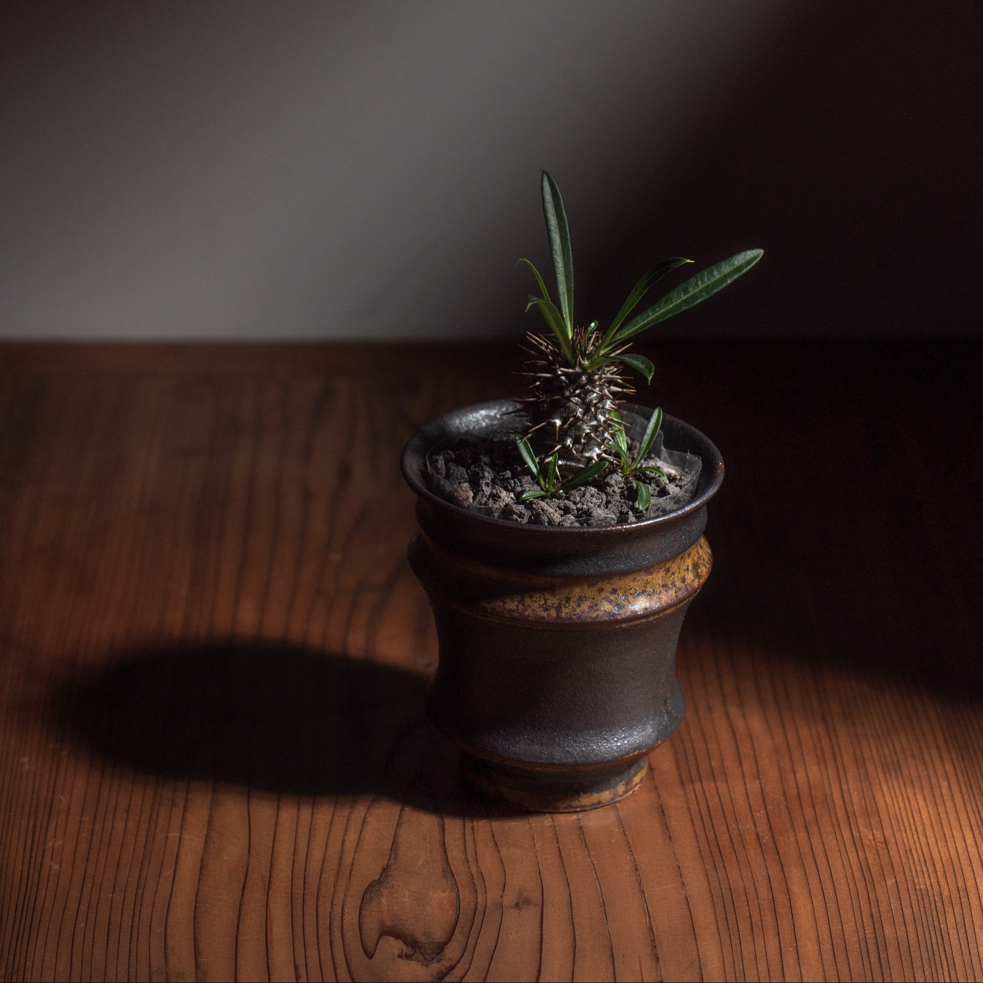 Torch Brown Inlay on Black Plant Pot 3.1 In
