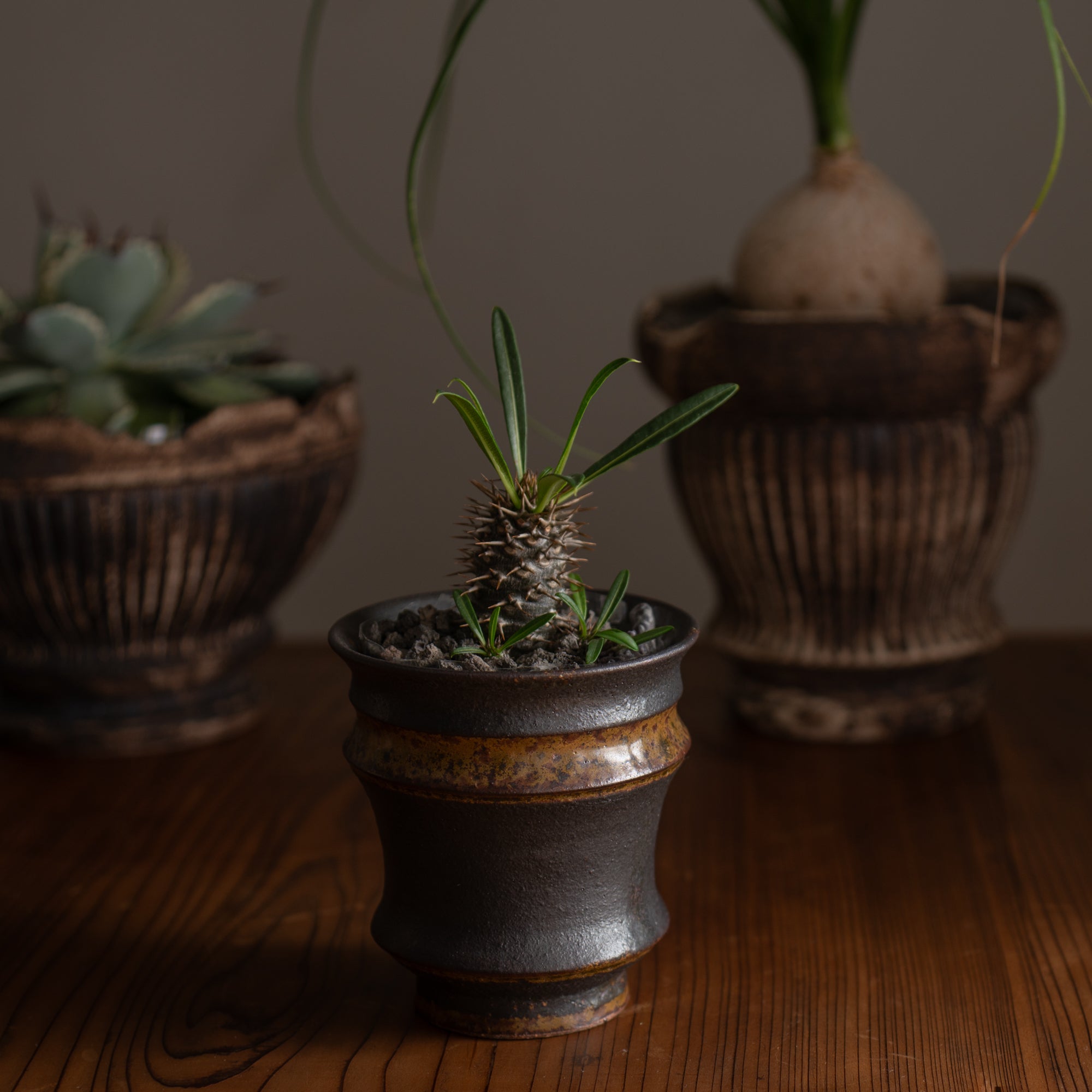 Torch Brown Inlay on Black Plant Pot 3.1 In