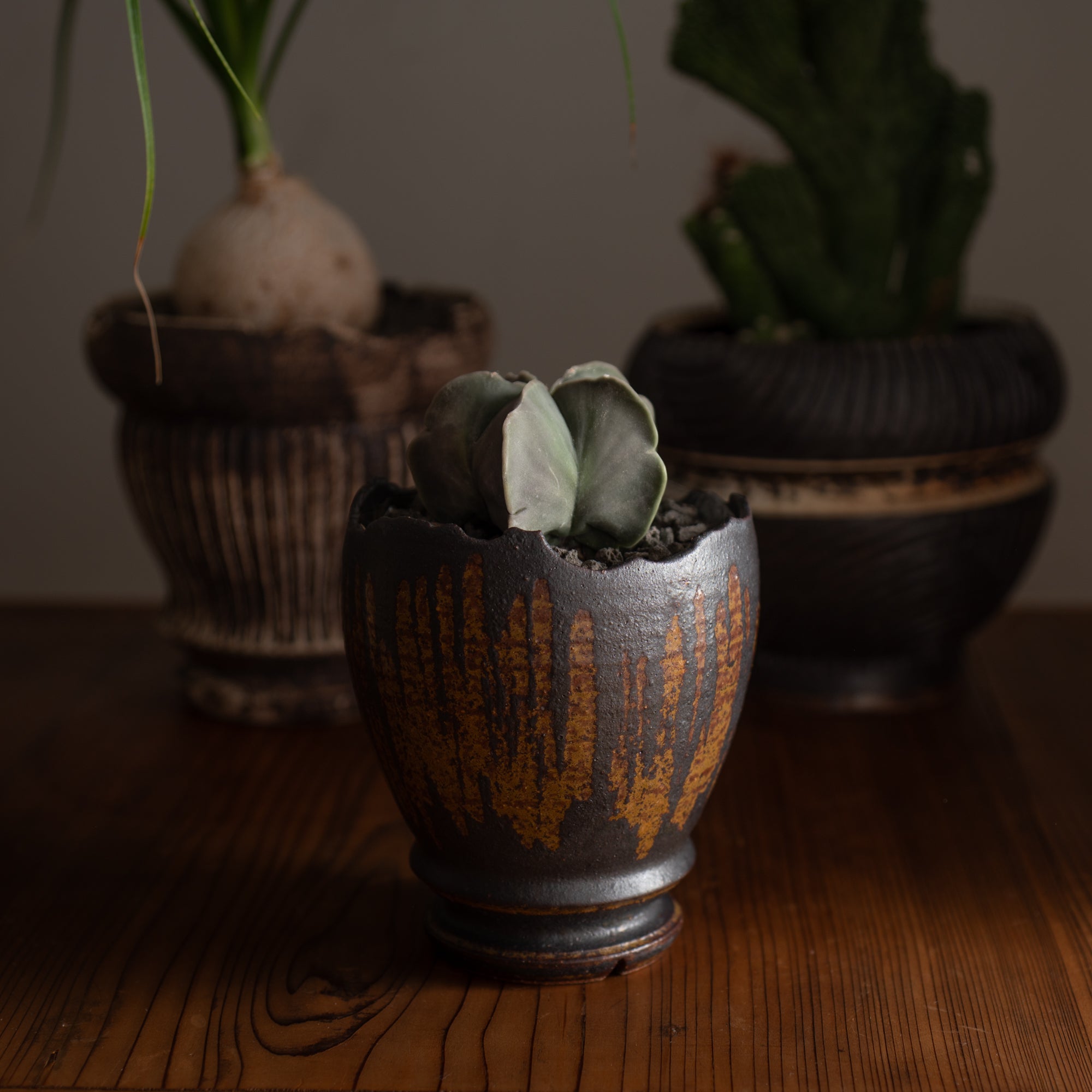 Chalaza Cracked Rim Brown Inlay on Black Plant Pot 3.7 In