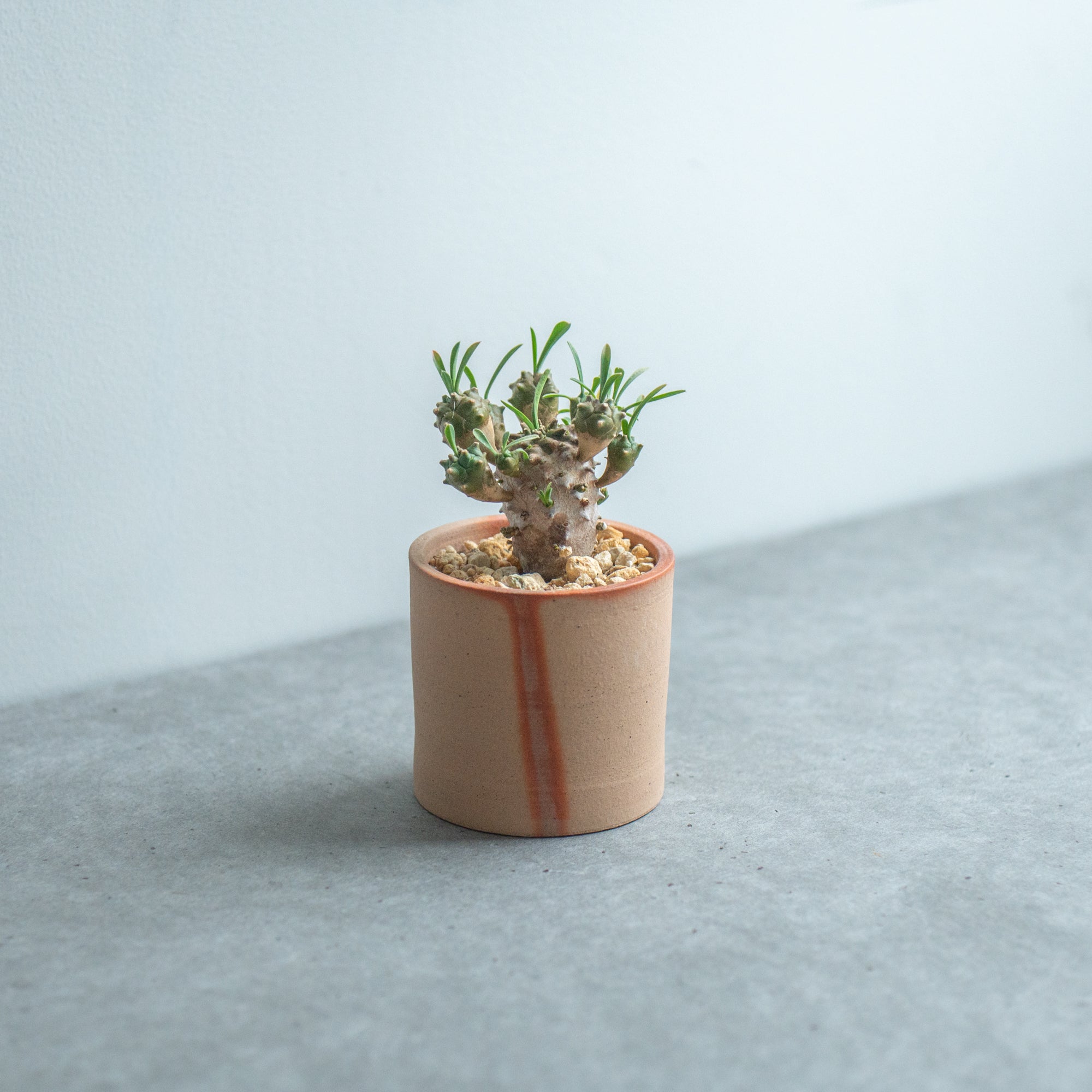 Hidasuki Short Plant Pot 3 In